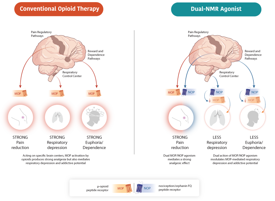 Convertional Opioid Therapy vs Dual-NMR Agonist
